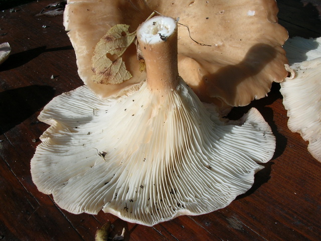 buoni soggetti da definire...